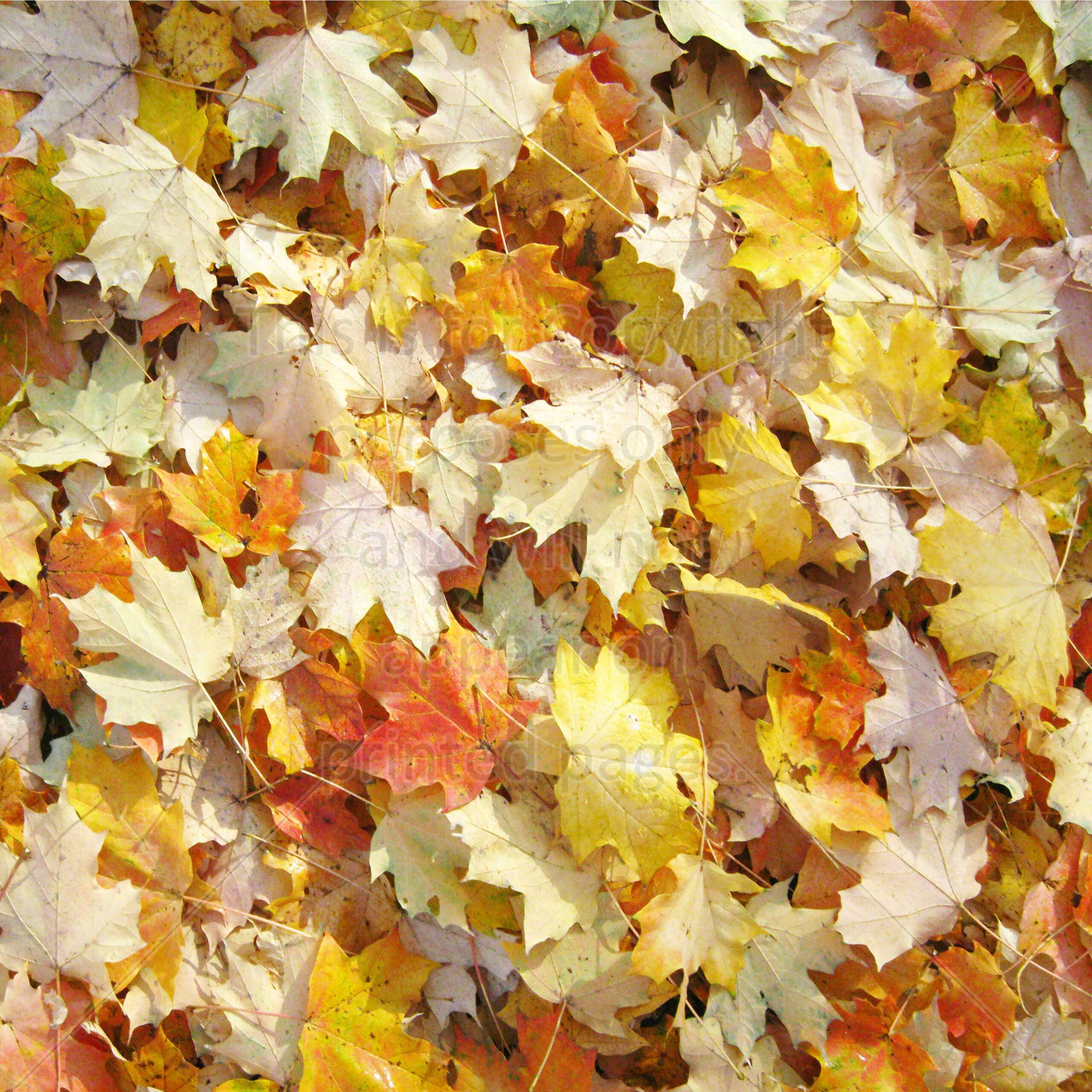 Autumn, Fall, Harvest Scrapbook Paper