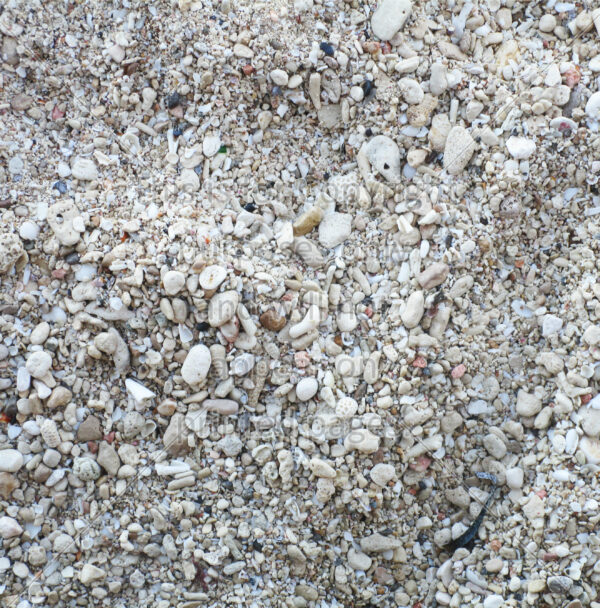 Sea Shells Scrapbook Paper at Montego Bay