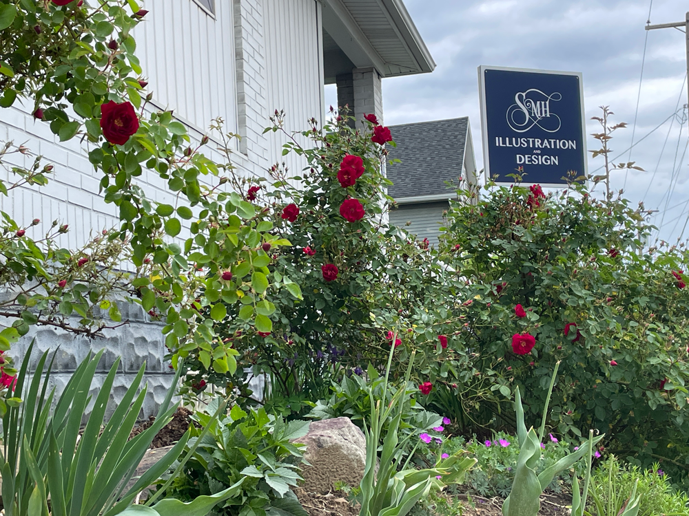 Roses in bloom at the studio providing plenty of distractions from our work.