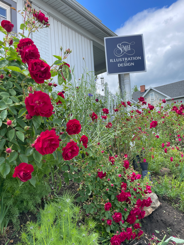 Roses in bloom at the studio providing plenty of distractions from our work.