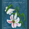 Matthew 6 30 Lilies of the field print